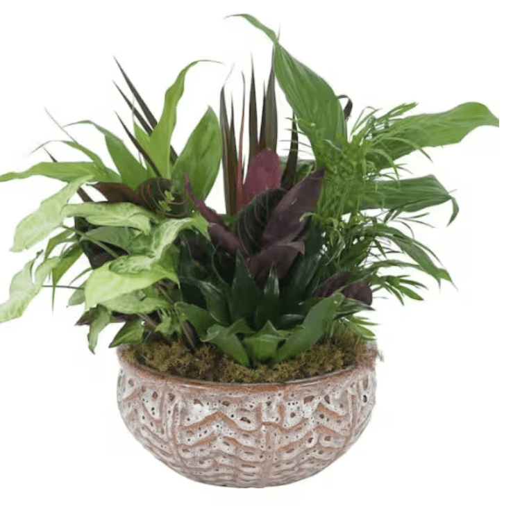 Plants